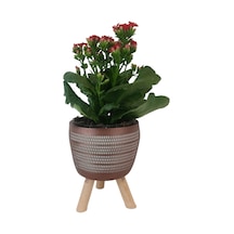 Kırmızı Kalanşo Kiremit Rengi Damla Saksıda Kalanchoe