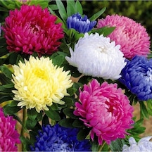 Aster Papatyası Ponpon Papatya Tohumu 10 12 Adet