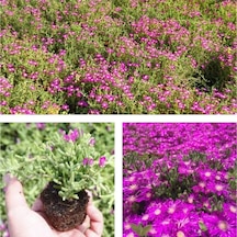 Videolu 1 Adet Pembe Acem Halısı Çiçeği 10-15 Cm Tüplü Çiçekli Bodur Drosanthemum Floribundum