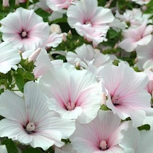 Lavatera Trimestris Regis Pure White Pamuk Çiçeği Tohumu 50 Tohum