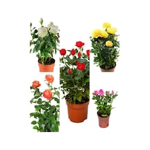 Videolu Minyatür Gül Fidanı 5 Adet Saksılı/ Tüplü 20-30cm Bahçe Bitkisi Rose