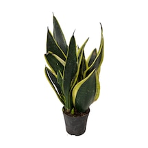 Sansevieria 'Black Gold' (Paşa Kılıcı) Ø12 CM Y25-30 CM