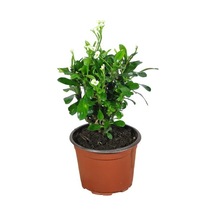 Efhorbia Dikenler Tacı Çiçeği Beyaz 10-20 Cm