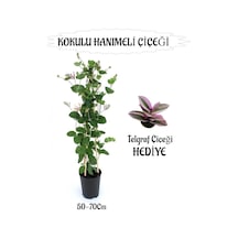 Mis Kokulu Hanımeli Çiçeği 1 Adet+telgraf Çiçeği Hediye Peyzaj Seti