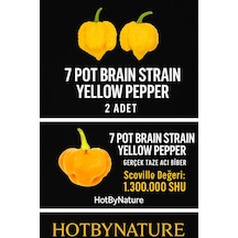 7 Pot Braın Straın Yellow Pepper / 1,5 Milyon Scoville - Gerçek Taze Acı Biber