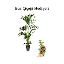 Canlı Yapraklı Areka-areca Salon Palmiyesi Sevgililer Gününe Özel Buz Çiçeği Hediyeli