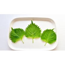 75+ Yeşil Biftek Otu Perilla Tohumu N112724