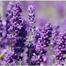 20 Adet Tohum Lavanta Çiçeği Tohum Mor Kokulu İngiliz Saksı Topra