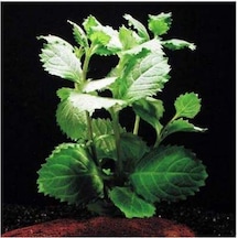 Hygrophila Difformis Çınar 4 Kök 8-10 Cm