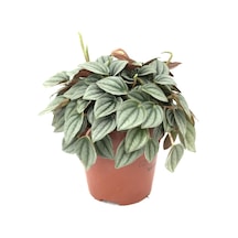 Peperomia Caperata napoli Nights - Ev Ve Ofis Bitkisi N11.3123