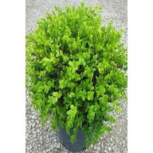 Tüplü Şimşir Buxus Sempervirens Fidanı