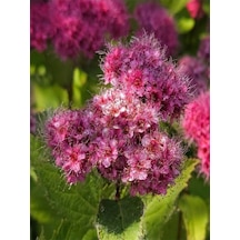 Videolu Pembe Çiçekli Keçi Sakalı Fidanı 1 Adet Saksılı/ Tüplü 60-80 Cm Ispirya Spiraea