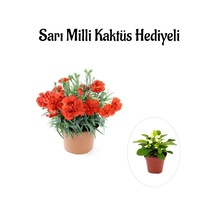 Kadınlar Gününe Özel Kırmızı Renk Karanfil Çiçeği Sarı Milli Kaktüs Hediyeli