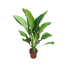 Dieffenbachia 'crocodile' Difenbahya Çiçeği