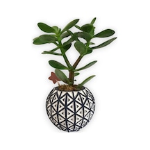 Sukulent Crassula Ovata | Siyah Desen Saksıda