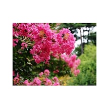 Pembe Oya Lagerstroemia Fidanı 10-20 Cm