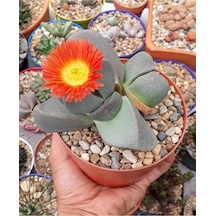 10 Adet Pleiospilos Nelii Succulent Tohumu