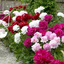 Peonies Festiva Maxima Mix Şakayık Çiçeği Yumrusu-rizomu 3  Adet
