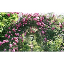 Sarmaşık Pembe Gül Fidanı