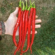 30 Adet Tohum Ithal Nadir Uzun Kırmızı Acı Sivri Biber Tohumu Sürpriz Hediye Sebze Tohumu++