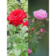 Yediveren Kırmızı Ve Pembe Renkli 40 60 Cm 2 Adet Saksılı Aşılı Gül Red And Pink Rose