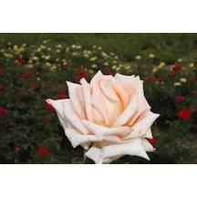 Tüplü Aşılı Yediveren Krem Grengi Tuist Gül Fidanı