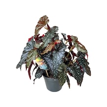 Begonia Maculata 'black Forest' Begonya Çiçeği