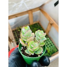Kalanchoe Marnieriana 5.5 Cmlik Saksıda
