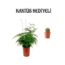 Tül Kuşkonmaz Çiçeği Sevgililer Gününe Özel Kaktüs Hediyeli