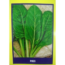 Pazı Sebze Tohumu 20 GR