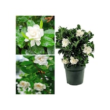 Videolu 1 Adet Çiçekli Müthiş Kokulu Gardenya Çiçeği 20-30 Cm Saksılı Iç Mekan Bitkileri Gardenia