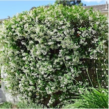 Arap Yasemini Rhyncospermum Jasminoides 40-60cm- Hoş Kokulu Ve Dayanıklı Sarmaşık Bitkisi