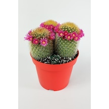Mammillaria Spinosissima Taç Pembe Çiçekli Kaktüs 3 Adet Büyük Bo