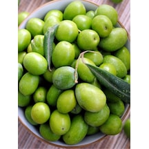 7 Adet Aşılı Gemlik Trilye Zeytin Fidanı 2 Yaş