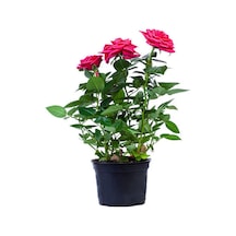Pembe Kokulu Yediveren Gül Fidanı Saksılı 1 Adet 50-70 Cm Dış Mekan Pink Roses