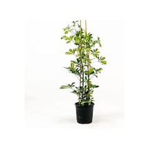 Videolu Şeflera Bitkisi 80 90 Cm 1 Adet Saksılı Hediyelik Ofis Ev Bitkisi Schefflera