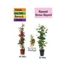 Kırmızı Begonvil+kokulu Hanımeli Çiçeği+buz Çiçeği Hediyeli 3'lü Peyzaj Seti