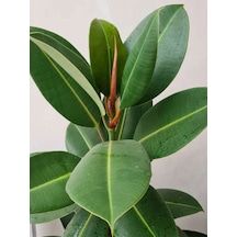 Videolu Kauçuk Bitkisi1 Adet Saksılı 60-80cm Ev Ofis Salon Bitkisi Iç Mekan Bitki Ficus Elastica
