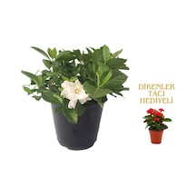 Videolu 1 Adet Kadınlar Gününe Özel Gardenya Çiçeği 20-30cm Saksılı Dikenler Tacı Hediye Gardenia