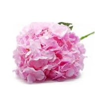 İran Gül Pembe Sardunya Çiçeği Fidesi 10-20 Cm