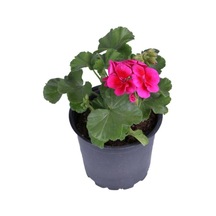 Sardunya Çiçeği Fidanı - Pelargonium - Koyu Pembe Renk 10-20 Cm