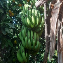Anamur Muzu Dalından Yeşil 10 KG