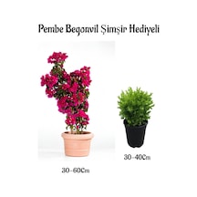 Pembe Renk Begonvil Çiçeği 30-60cm Çalı Şimşiri Bahçe Bitkisi