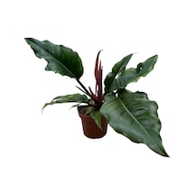 Philodendron 'Caramel' Ø12 CM Y25-30 CM