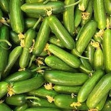 25 Adet Tohum Nadir Erkenci Bol Verim Sırık Salatalık T