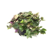 Tradescantia Fluminensis 'Tricolor' (Telgraf Çiçeği) Ø10,5 CM Y15-20 CM