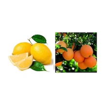 Tüplü Bodur Saksılık Navelina Portakal Yediveren Limon 2 Yaş