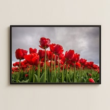 Kırmızı Lale Tarlası Temalı Doğal Retro Pvc Tablo Pvc Tablo