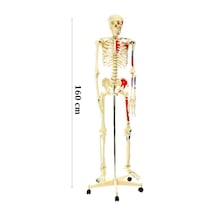 Medikalcim İskelet Modeli 160 Cm - Hareketli Eklemler
