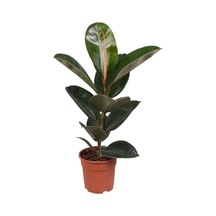 Kauçuk Çiçeği - Ficus Elastica Robusta Saksılı1 Adet 20-45cm